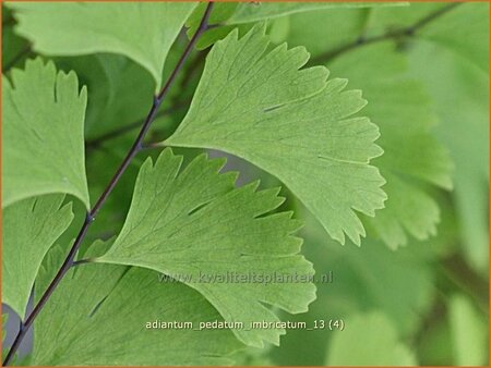 Adiantum pedatum &#39;Imbricatum&#39;