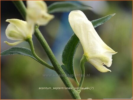 Aconitum septentrionale &#39;Ivorine&#39;