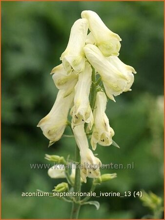 Aconitum septentrionale &#39;Ivorine&#39;