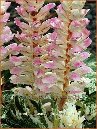 Acanthus &#39;Tasmanian Angel&#39;