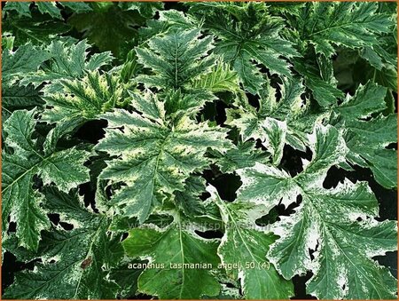 Acanthus &#39;Tasmanian Angel&#39;