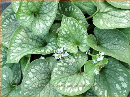 Brunnera macrophylla &#39;Emerald Mist&#39;