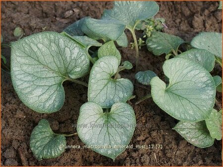 Brunnera macrophylla &#39;Emerald Mist&#39;