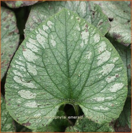 Brunnera macrophylla &#39;Emerald Mist&#39;