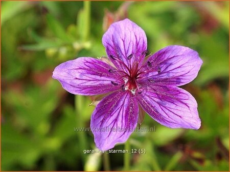 Geranium soboliferum &#39;Starman&#39;