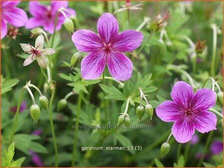 Geranium soboliferum &#39;Starman&#39;