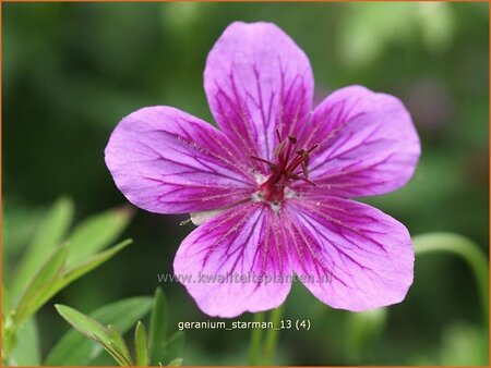 Geranium soboliferum &#39;Starman&#39;