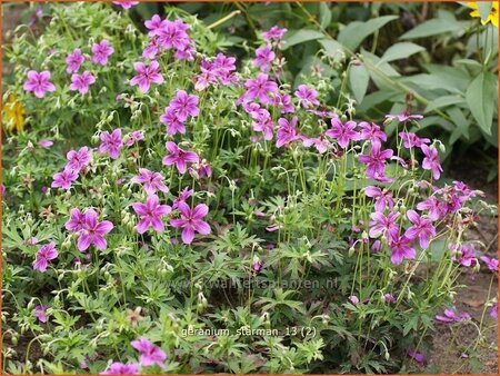 Geranium soboliferum &#39;Starman&#39;