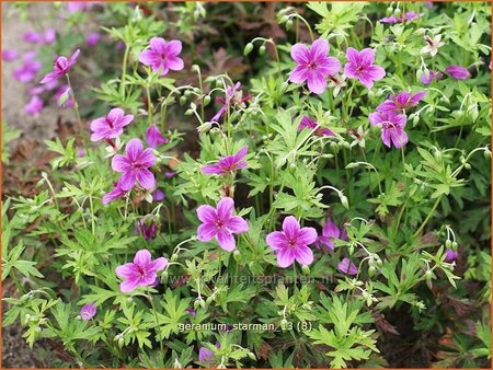 Geranium soboliferum &#39;Starman&#39;