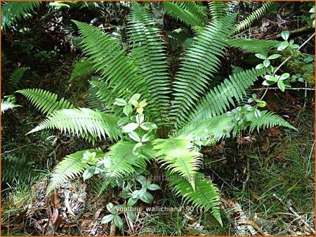 Dryopteris wallichiana