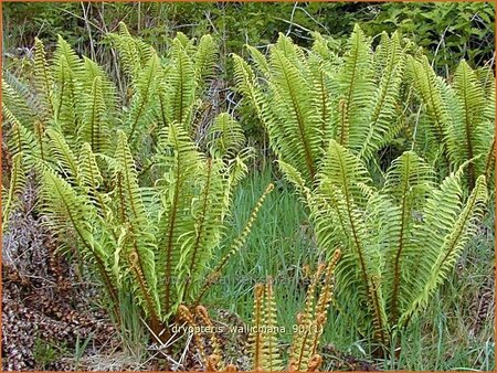 Dryopteris wallichiana