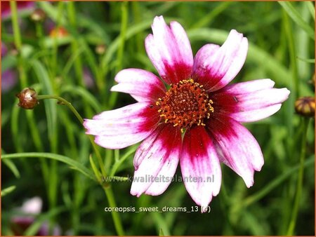 Coreopsis &#39;Sweet Dreams&#39;