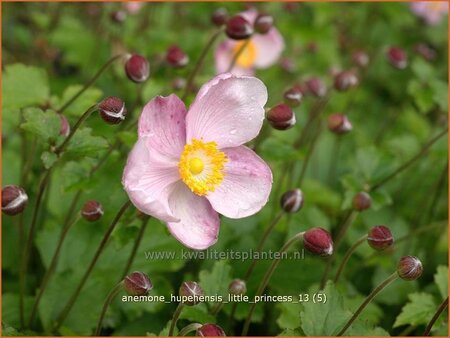 Anemone hupehensis &#39;Little Princess&#39;