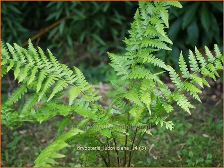 Dryopteris ludoviciana