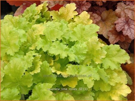 Heuchera &#39;Lime Rickey&#39;