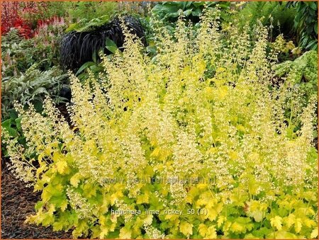 Heuchera &#39;Lime Rickey&#39;