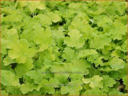 Heuchera &#39;Lime Rickey&#39;