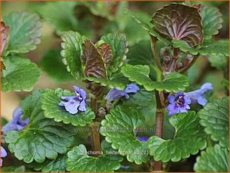 Glechoma hederacea