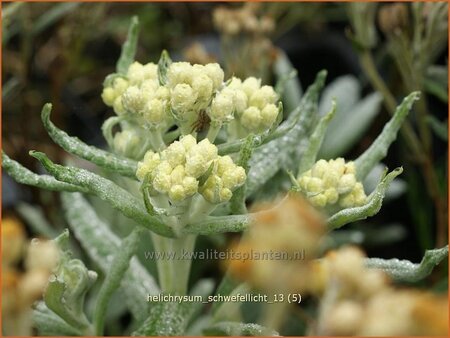 Helichrysum &#39;Schwefellicht&#39;