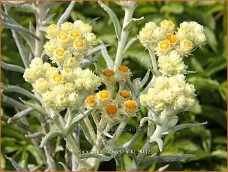 Helichrysum &#39;Schwefellicht&#39;