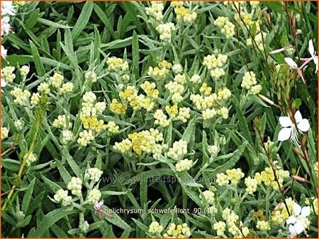 Helichrysum &#39;Schwefellicht&#39;