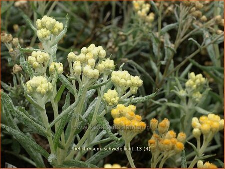 Helichrysum &#39;Schwefellicht&#39;