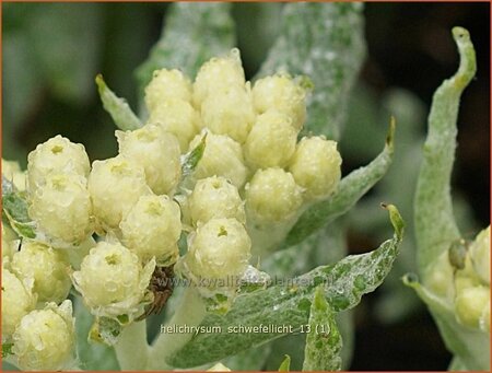 Helichrysum &#39;Schwefellicht&#39;