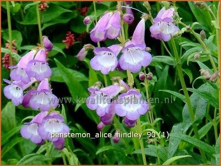 Penstemon &#39;Alice Hindley&#39;