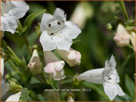 Penstemon &#39;White Bedder&#39;