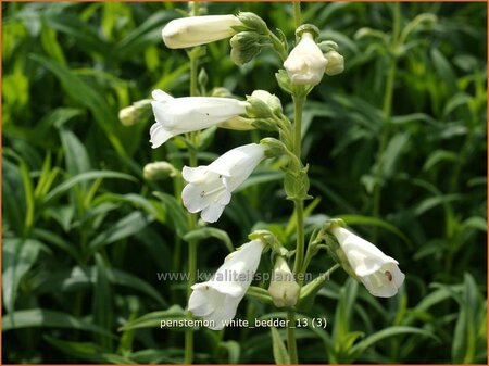 Penstemon &#39;White Bedder&#39;