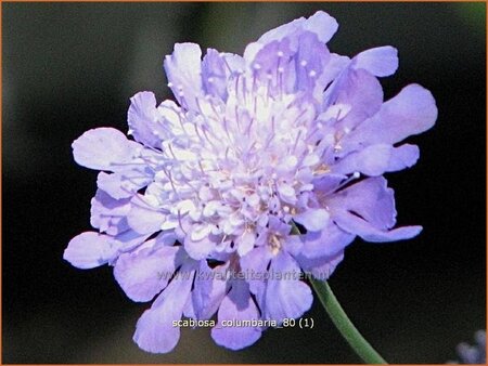 Scabiosa columbaria