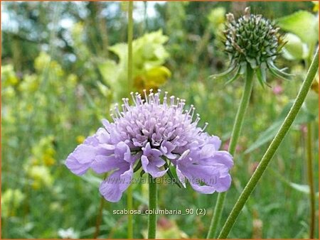 Scabiosa columbaria