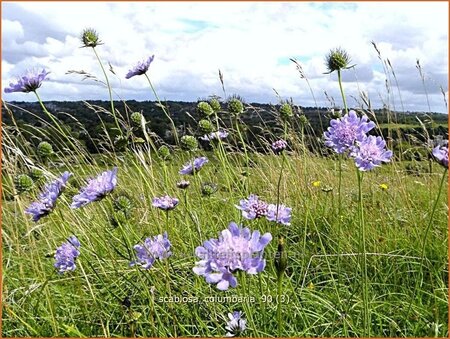 Scabiosa columbaria