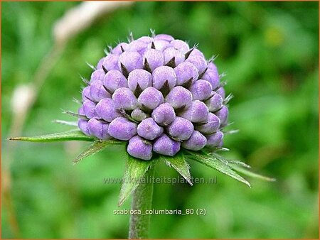 Scabiosa columbaria