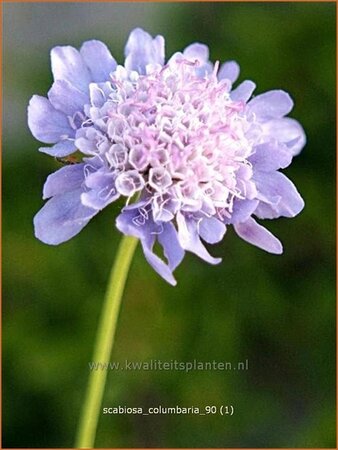 Scabiosa columbaria