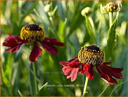 Helenium &#39;Ruby Tuesday&#39;