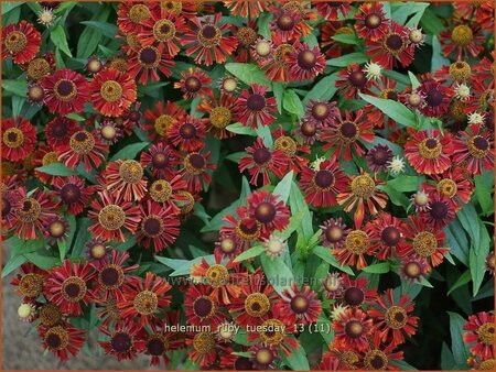 Helenium &#39;Ruby Tuesday&#39;