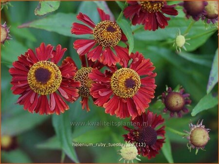 Helenium &#39;Ruby Tuesday&#39;