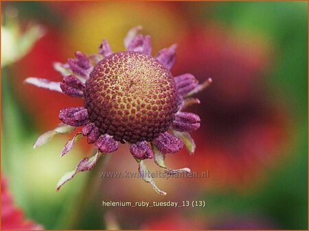 Helenium &#39;Ruby Tuesday&#39;