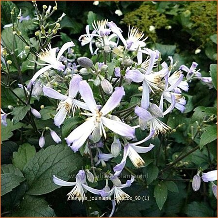 Clematis jouiniana &#39;Praecox&#39;