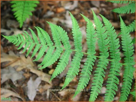 Dryopteris marginalis