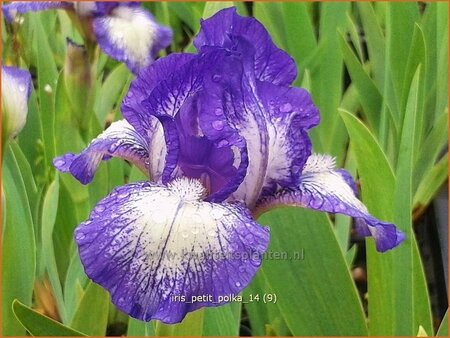 Iris pumila &#39;Petit Polka&#39;