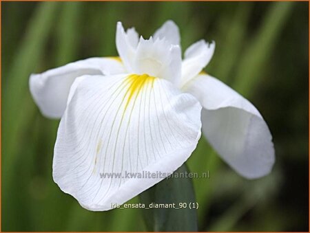 Iris ensata &#39;Diamant&#39;