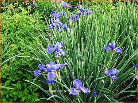 Iris sibirica &#39;Silver Edge&#39;