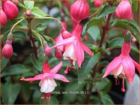 Fuchsia &#39;Lady Thumb&#39;