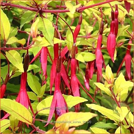 Fuchsia magellanica &#39;Aurea&#39;