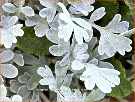 Artemisia stelleriana &#39;Boughton Silver&#39;