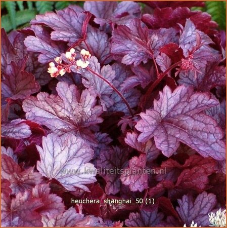 Heuchera &#39;Shanghai&#39;