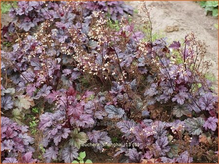 Heuchera &#39;Shanghai&#39;