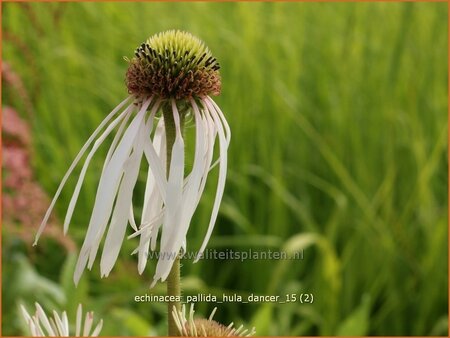 Echinacea pallida &#39;Hula Dancer&#39;